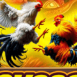 Profile picture of sv339 Daga