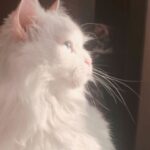 Profile picture of woxoh90417